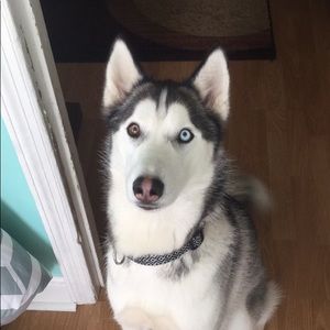 Meet your Posher, Gianna